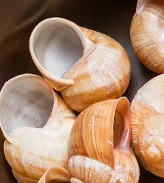 Coquilles escargots recette ail noir