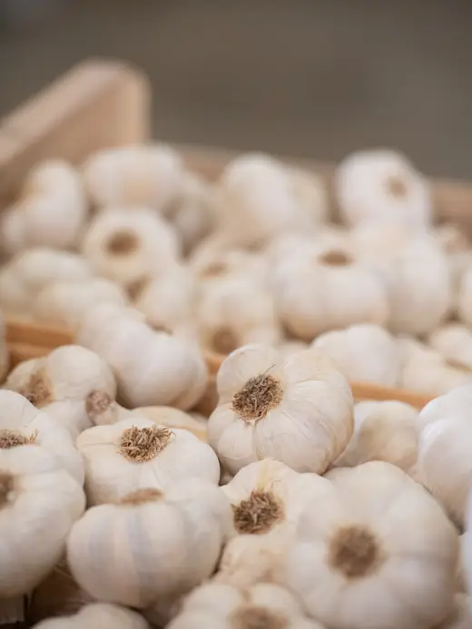 Les variétés d'ail