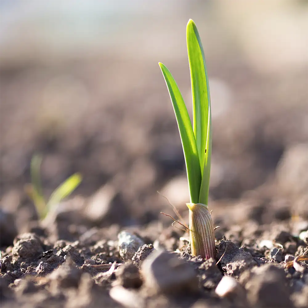 jeune ail qui pousse