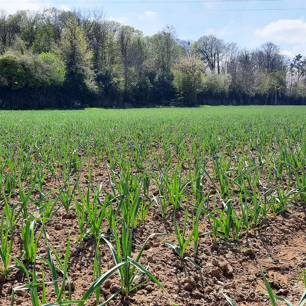 champ d'ail au printemps