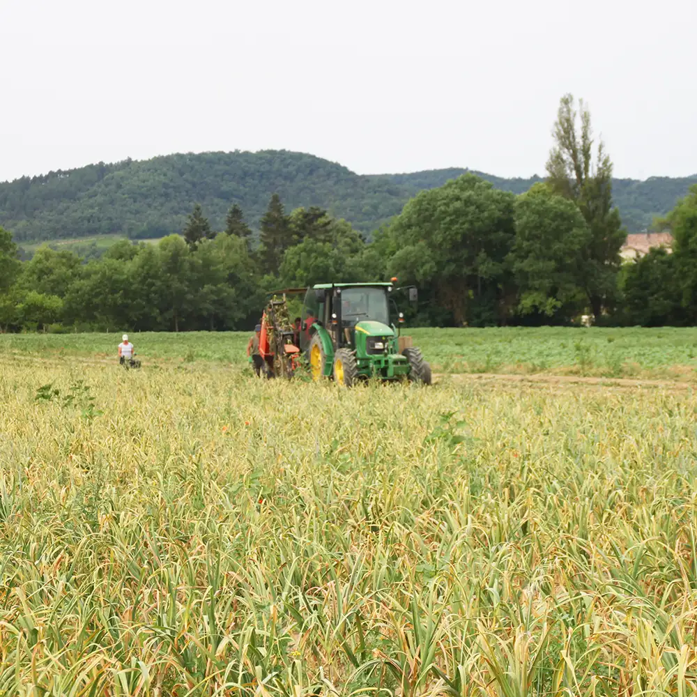 champ d'ail en été